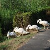 手賀沼遊歩道のコブハクチョウの子供たち