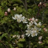 悩ましき植物名