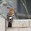 アフリカヤツガシラ(African Hoopoe)