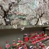 六角堂の枝垂れ桜🌸