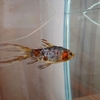 金魚のフンは健康のバロメーター