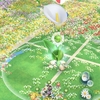 白いカラーリリーがやっと開花