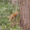 野幌森林公園！16　庭は「けもの道」・見えなくなった植物・エゾシカ、ウサギ、ヘビ