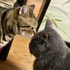 猫の鼻腔内リンパ腫⑧  縄張り争い