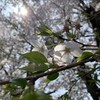 このところの桜、オンラインで東京マッハを見たこと