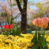 【東京】飛鳥山公園　桜の名所、家族でお花見ハイキング