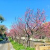 桜を見たり、歌をうたうお仕事で元気をもらいました🌸