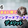 ＃16スタンダードプードルのデメリット