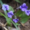 花探しの楽しみ：南高尾で春の花とハイキング