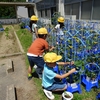 ６／６　２年　生活　夏やさいを育てよう