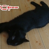 今日の黒猫モモさんの動画（寝顔舌出し&変顔）－１６１