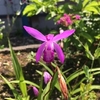 紫蘭の花言葉は「変わらぬ愛」　