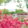 2025 京都 長岡天神 ｷﾘｼﾏﾂﾂｼﾞ