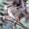 わが歌集からー鳥類(1/15)