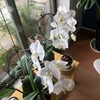 胡蝶蘭の様子〜今が1番良い季節♪
