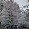 セントラルパークの桜
