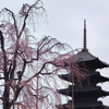 東寺で見る夢のような桜の美しさ：不二桜（ふじざくら）と陽光桜が見頃！