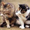 “ヒモ”って言うステキな関係