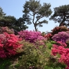 🌸館林 つつじが岡公園