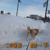 この大雪　平年の４倍ですって？！