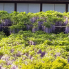 新潟の絶景　北方文化博物館の藤