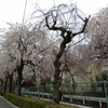 小手指砂川掘のしだれ桜