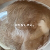 雨田甘夏、毛玉です。【猫とモフとイン事情】
