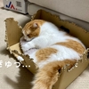 自在に湯たんぽを持ち歩く愛猫。