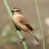 兵庫県）猪名川河川敷、尼崎農業公園。オオルリ、キビタキ、ノビタキ、モズ、カワラヒワ、ハクセキレイ。※