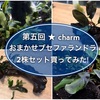 第五回！charmおまかせブセファランドラ2株セット買ってみた！