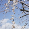 土手の桜・・・桜の季節の到来