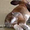 蒸し暑さに疲れる