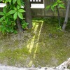 庭掃掃除で見え来た苔の存在を再確認。