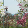 桜の次はりんごでお花見！弘前市りんご公園｜開花状況、見頃、GW混雑状況、アップルパイ、レストラン、営業時間、駐車場、アクセス（青森県弘前市）