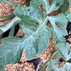 ウリハムシ、粘着トラップじゃ防げない！？おうち菜園奮闘記と結論💡