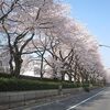 緑町ふれあい広場周辺_桜(東京都武蔵野市)