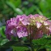 『グリムス・発芽』