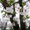 狭山湖の桜