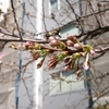 勝手に桜の自由研究