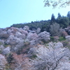 【アウトドア】奈良県は吉野の桜を見に行ってきました①