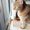 キャットタワーを移動するも…