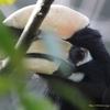 Oriental Pied Hornbill キタカササギサイチョウ　(北インドの鳥その15)