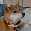処暑