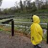 【信州旅行②】雨の日の大王わさび農園がとても素敵でした。