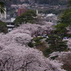 満開の兼六園