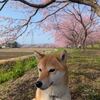 柴ちゃんと安行桜＆セコマのおすすめアイスクリーム 今日の柴ちゃん333 毎日ご飯