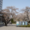 桜の風景