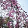 兼六園の桜