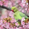 🐦桜を喰らうワカケホンセイインコ😅