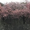 八重桜